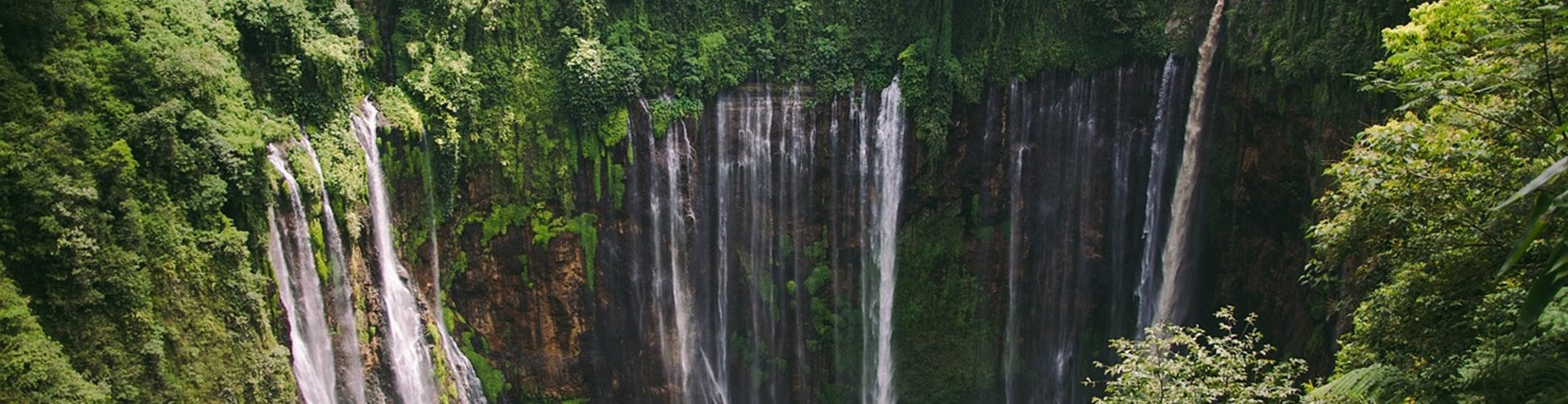Indonesian jungle